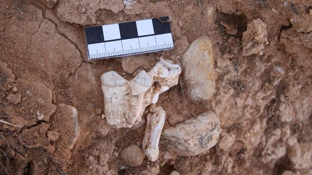デニズリで200-900万年前の動物の化石が発見