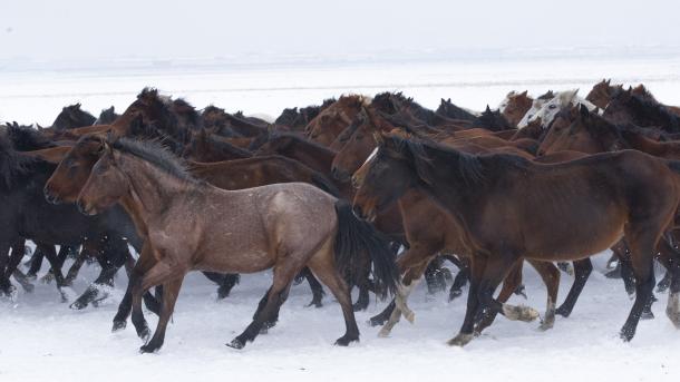 erciyes vahsi atlar.jpg