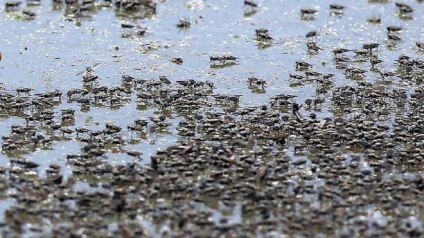 Weitere Daten belegen dramatischen Insektenschwund in Deutschland