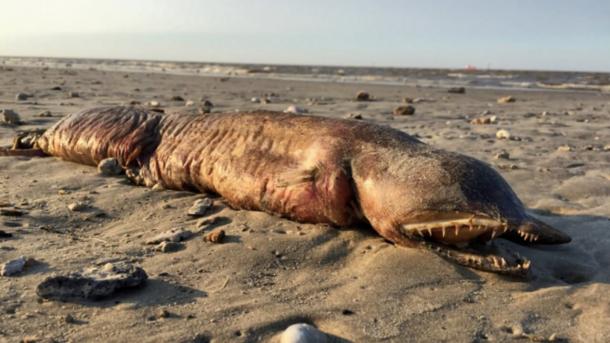 Un animal marítimo varado después del Huracán Harvey causa polémicas