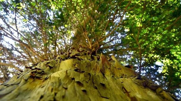 Italiyaning Pallino milliy bog'ida1230 yillik bir qarag'ay daraxti belgilandi...