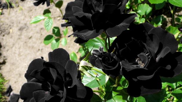 Una rosa negra crece en medio de un camino.