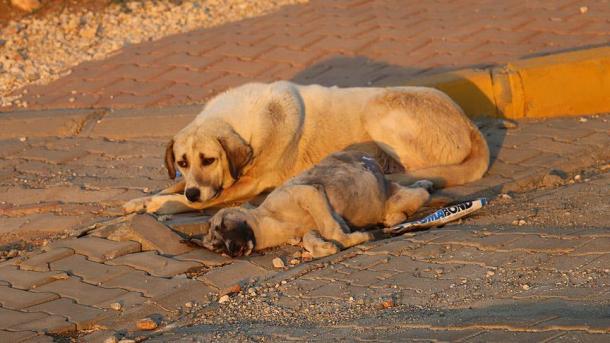 4 DE OUTUBRO, DIA MUNDIAL PARA A PROTEÇÃO DOS ANIMAIS