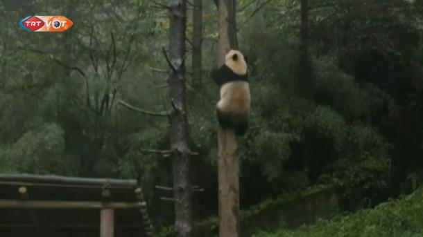 Pelan untuk Melepaskan Panda di Alam Semulajadi di China (VIDEO)