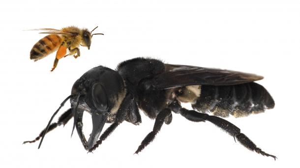 Se descubre que vive todavía la abeja gigantesca que fue extinguida