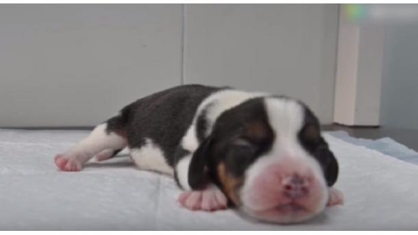 中国培育出世界首例基因编辑克隆犬