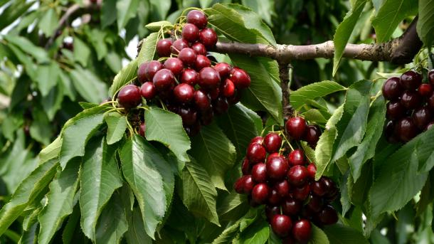 世界に広がるトルコのさくらんぼ「キラズ」