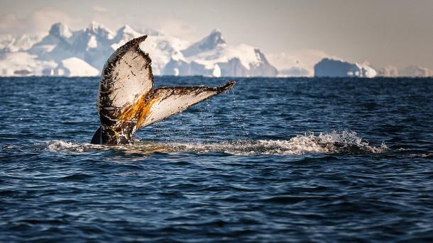 Les baleines boréales, des compositeurs-interprètes prolifiques (étude)