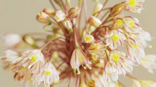 Nuova specie endemica di un fiore a Istanbul "Allium Istanbulenese"