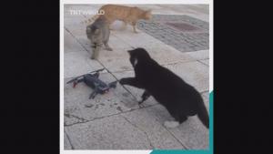استنبول کی بلّیوں کی ڈرون سے ملاقات