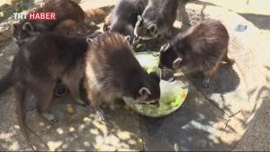 土耳其阔贾埃利动物园为动物喂食冰冻水果