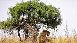 An fara kidayar dabbobin dawa a Kenya