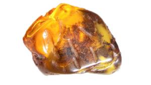 Myanmar, scoperto un fossile di un piccolo serpente di 99 milioni anni fa