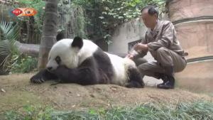 大熊猫巴斯离世