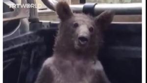 Cria de urso é resgatada após ingestão de "mel louco"