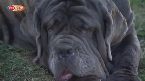 Il cane più brutto del mondo e' un mastino napoletano