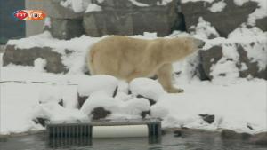 Jegesmedvék élvezték a havazást Észtországban