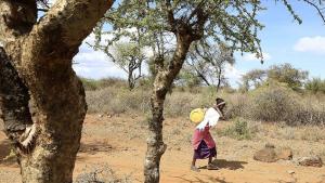 Kenia permite alimentos transgénicos