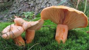 El champiñon de Kanlıca en Bolu recibe registro de indicación geográfica
