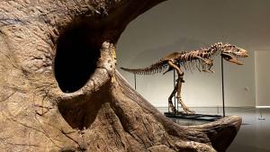 Т-рекс тибиндеги динозаврлар ойлогондой акылдуу эмес
