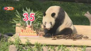 Bidiyon bikin cika shekaru 35 a duniya da aka shirya wa wani Panda a China