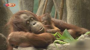 Vendégeket fogadott az orangután kölyök