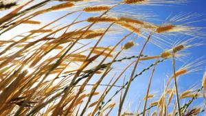 A Turquia ocupa o primeiro lugar na Europa em termos de produtores agrícolas orgânicos