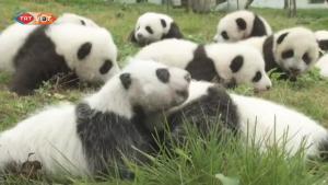 Qıtay qırğıy pandalarnıñ sanın arttırırğa uylıy