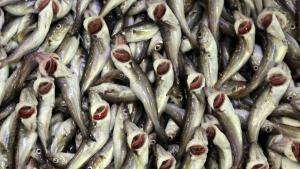 Turquie: les exportations d'anchois ont généré 15% de plus de revenus entre janvier et mars 2021