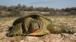 Turquie: La tortue caouanne "Likya" a voyagé 296 jours et plus de 3 mille km pour rejoindre la Tunis