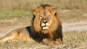 Mentett oroszlánokat szállítanak Dél-Afrikába