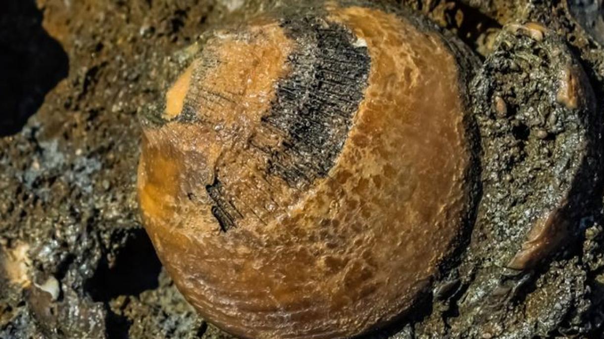 Descubren fósil de un mosasaurio de 70 millones de años en Canadá