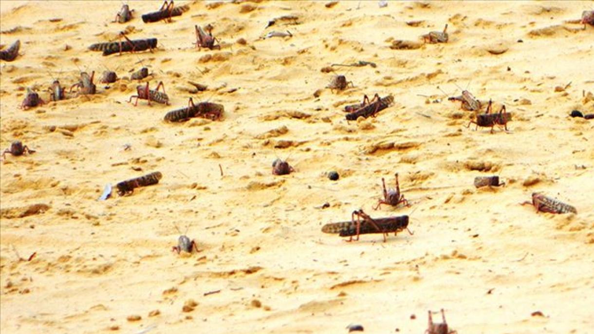 Чөл чегирткелери азык-түлүк коопсуздугуна коркунуч жаратууда