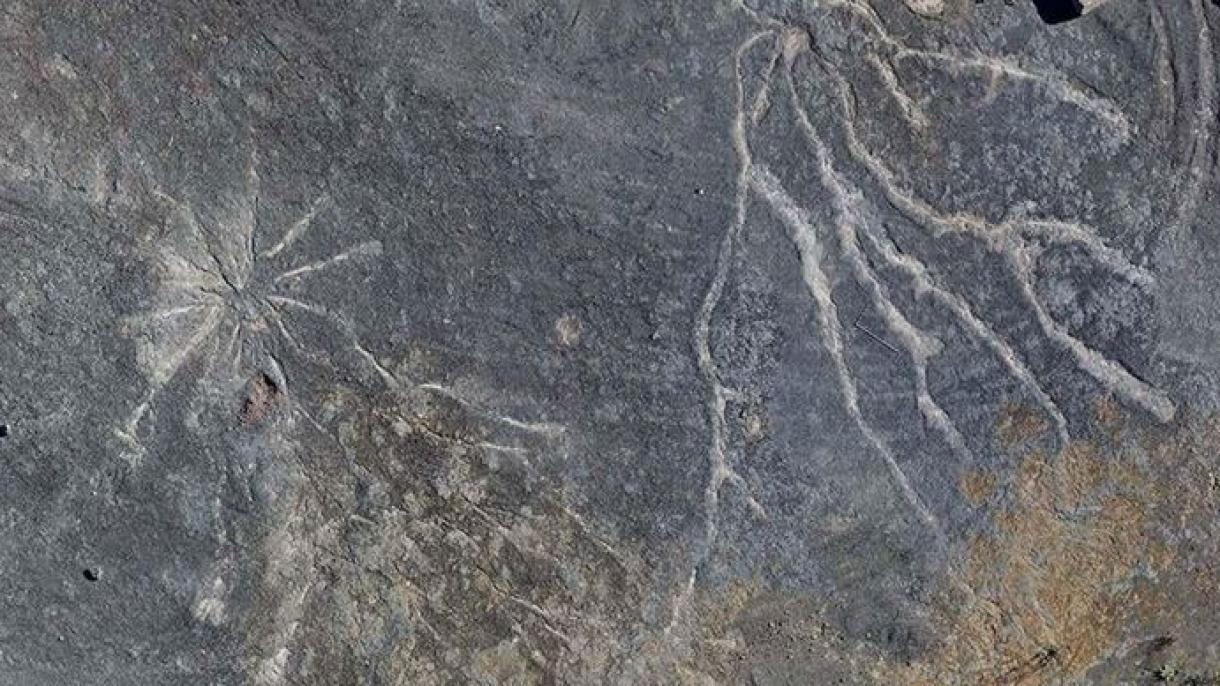 Encontrados fósseis de árvores mais antigos do mundo