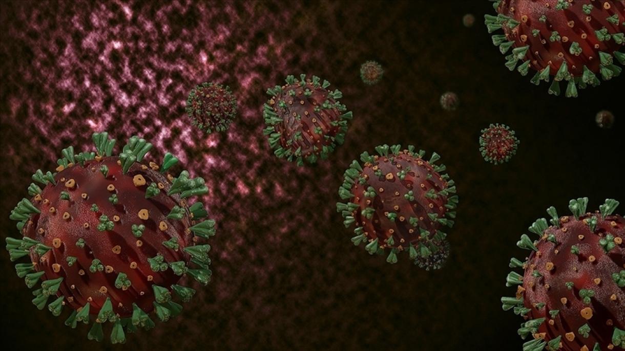 Qırğıy cänleklärdä koronavirus tarala