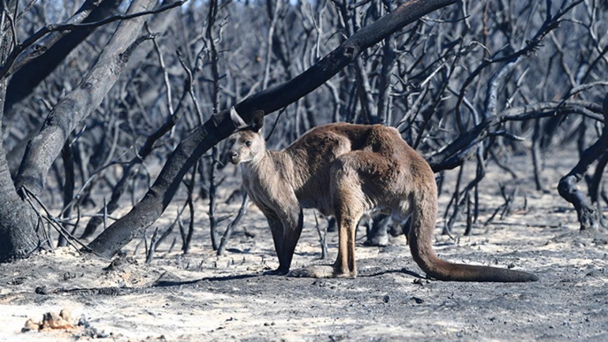 澳大利亚维多利亚州发生森林火灾
