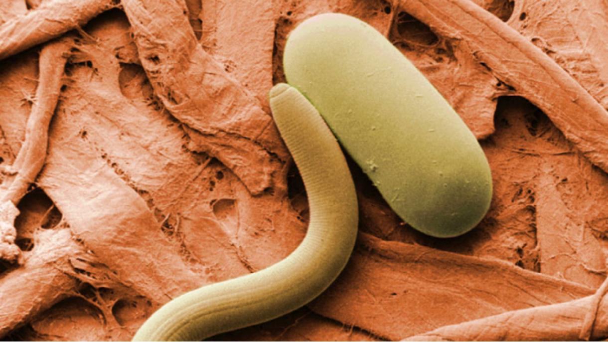 Reviven otra vez los nematodos congelados después de decenas de miles de años