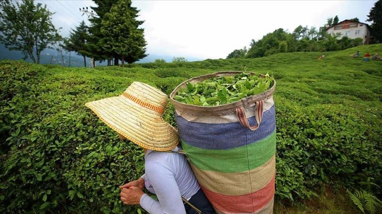 تورکیه-نین ایلین ایلک ایکی آییندا چاخ صادراتی