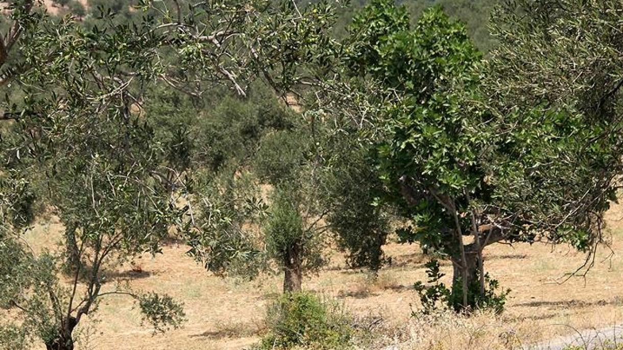 Des colons israéliens coupent des oliviers dans le nord de la Cisjordanie occupée