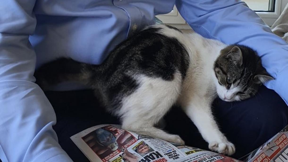 erdogan-kedi.jpg