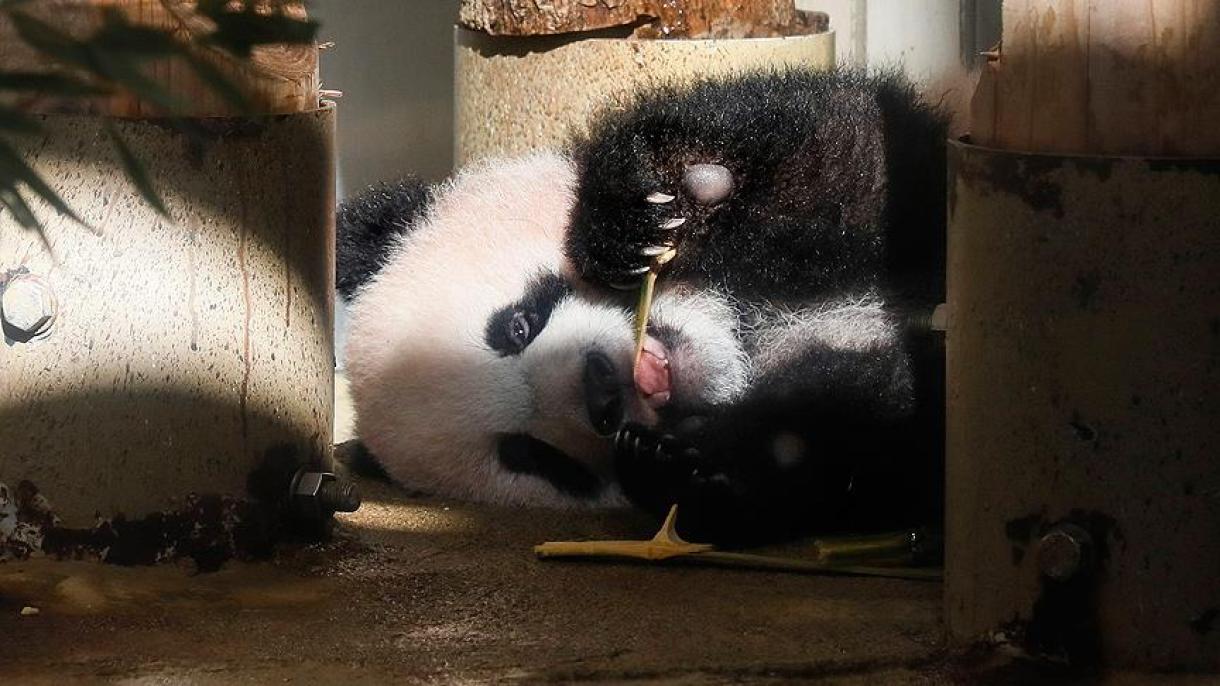 中国驻日本大使夫人参加熊猫宝宝“香香‘“亮相仪式