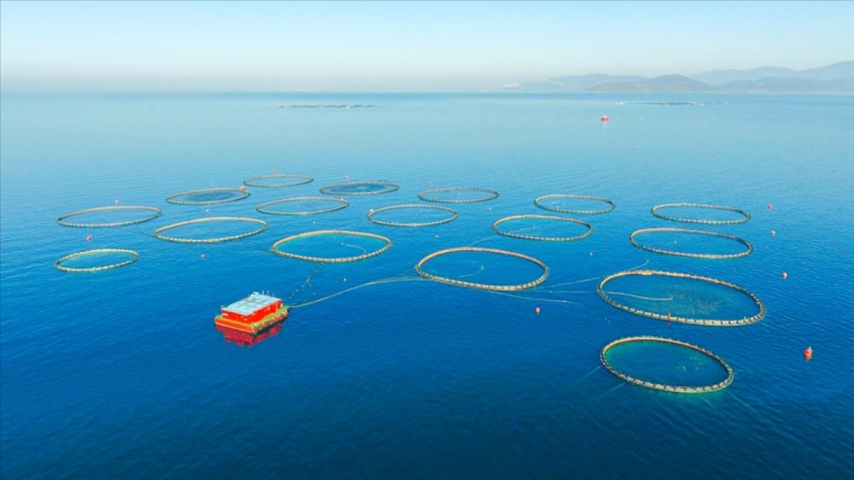 Извозот на морска храна на Турција во јануари 2021 година се зголеми на 100,8 милиони долари