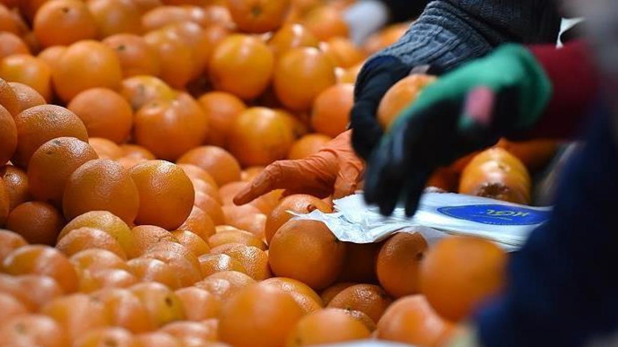 土耳其近半年柑桔出口超8亿美元 大部分销往俄罗斯