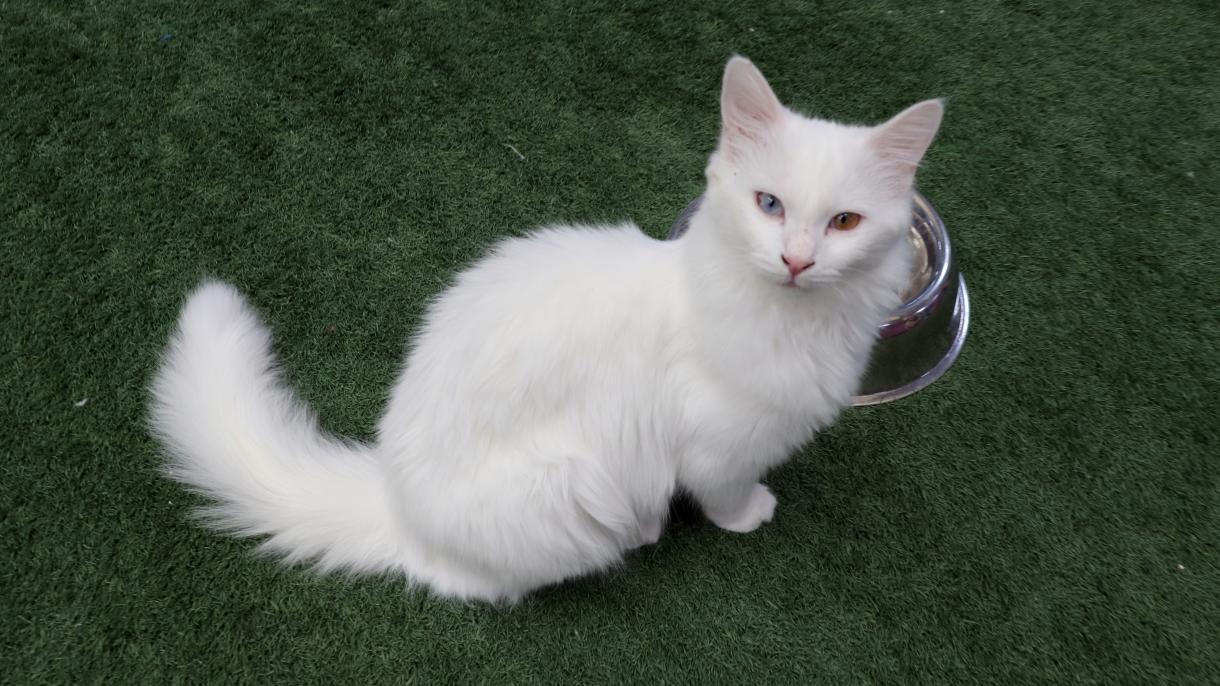 kedi van.jpg