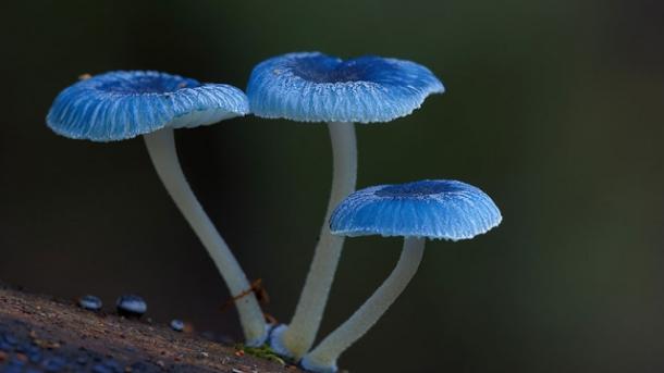 Könnyebben felismerhetők a mérgező gombák