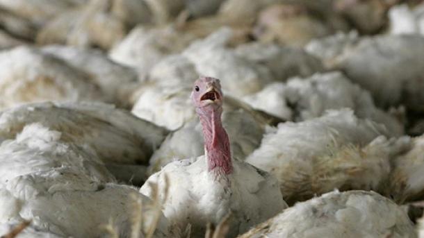 Pánico de gripe aviar en Lejano Oriente