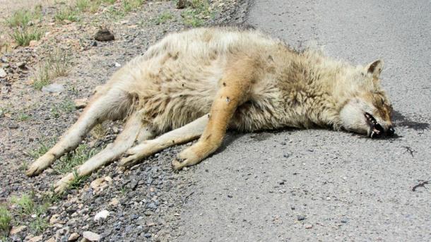تشکیل اورژانس حیوانات برای نجات حیات‌ وحش در ایران