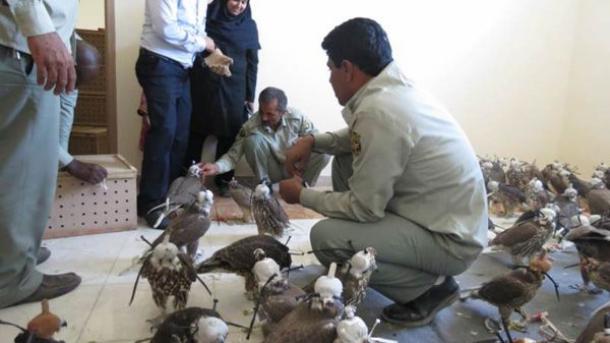 کشف بزرگترین محموله قاچاق پرندگان در ایران و شاید جهان