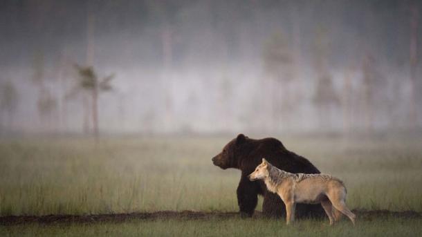 Oso pardo y lobo, amistad en el corazón de naturaleza