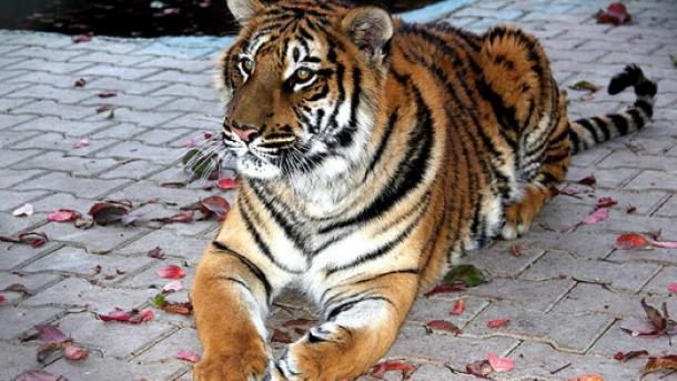 Inde: une personne tuée chaque jour par un éléphant ou un tigre